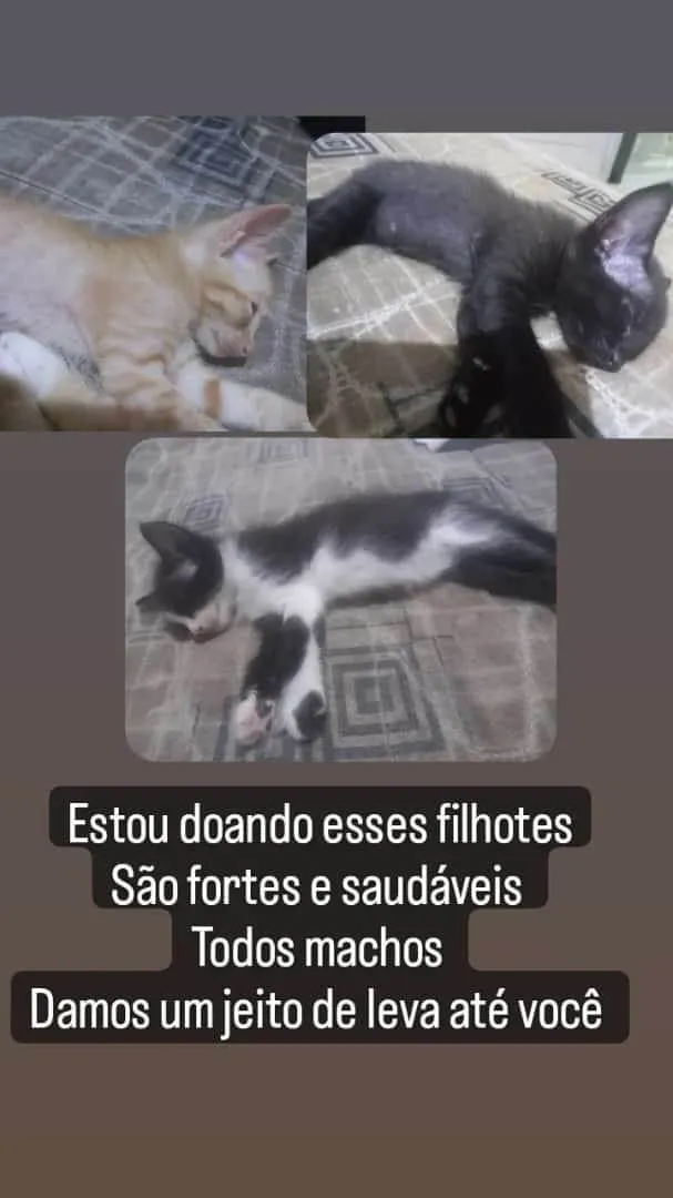 Gato ra a nao sei idade Abaixo de 2 meses nome baguela, doce de leite, wiskey e enzo