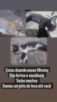 baguela, doce de leite, wiskey e enzo