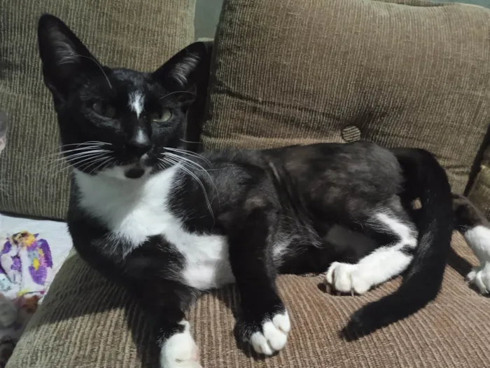 Gato ra a  idade 1 ano nome Matt (MACHO VERMIFUGADO)