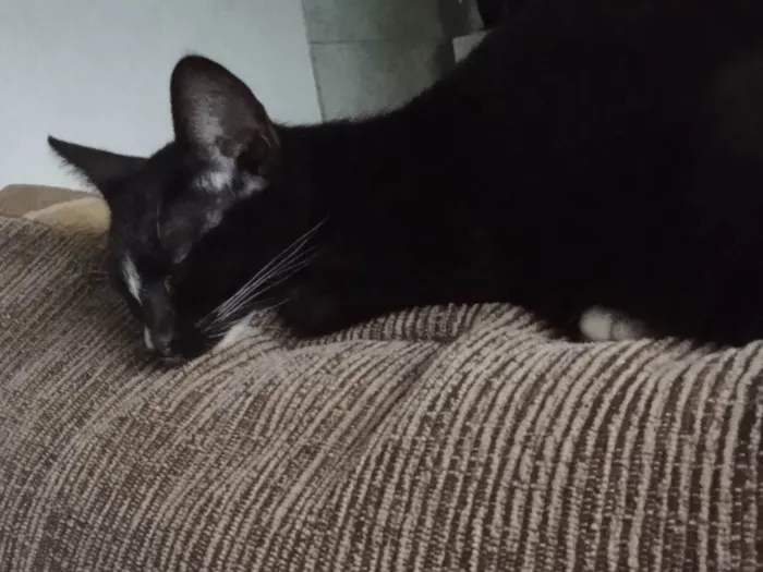 Gato ra a  idade 1 ano nome Matt (MACHO VERMIFUGADO)