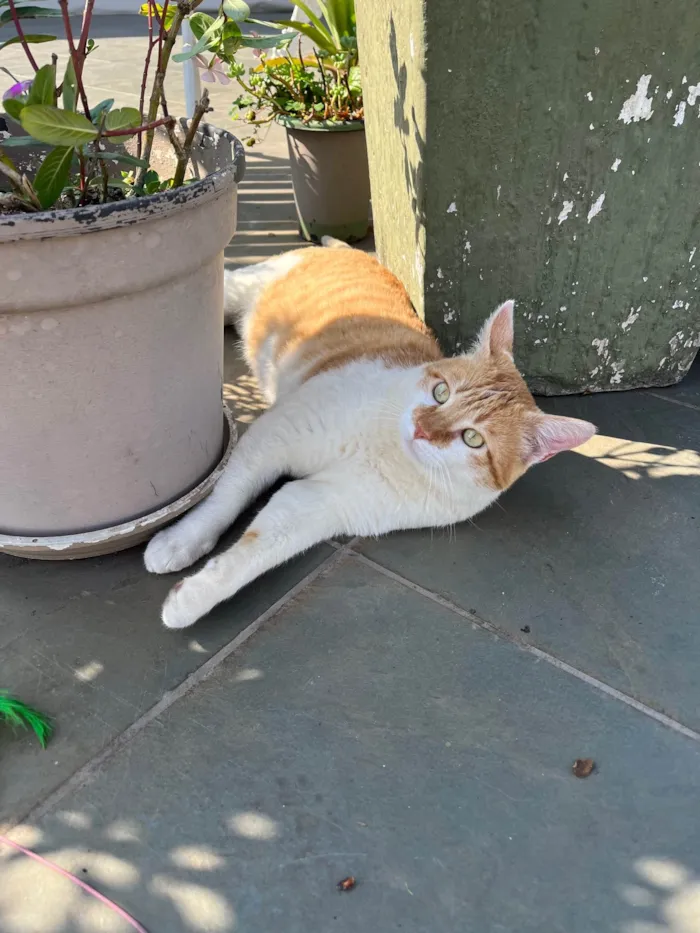 Gato ra a SRD-ViraLata idade 2 anos nome Thor
