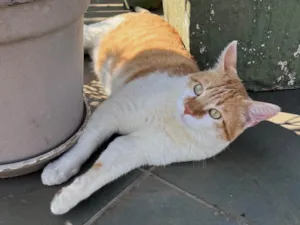 Gato raça SRD-ViraLata idade 2 anos nome Thor