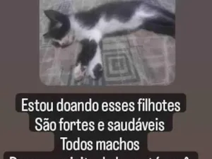 Gato raça nao sei idade Abaixo de 2 meses nome baguela, doce de leite, wiskey e enzo