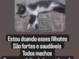 baguela, doce de leite, wiskey e enzo