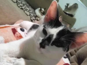 Gato raça  idade 1 ano nome Tigela (MACHO CASTRADO)