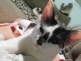 Tigela (MACHO CASTRADO)
