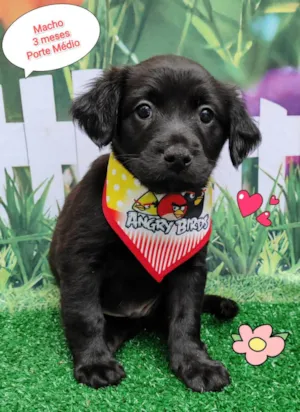 Cachorro raça  idade 2 a 6 meses nome Vitor