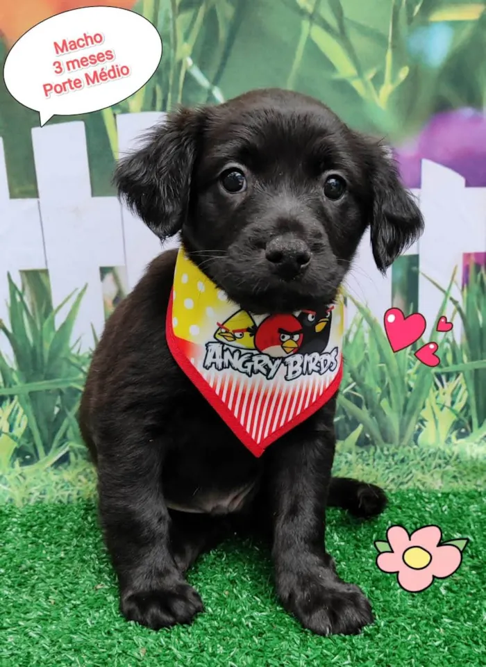 Cachorro ra a idade 2 a 6 meses nome Vitor