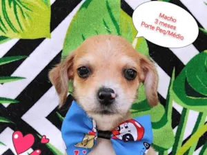 Cachorro raça  idade 2 a 6 meses nome Mickey