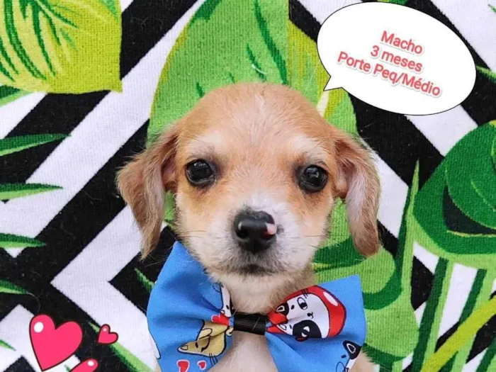 Cachorro ra a  idade 2 a 6 meses nome Mickey