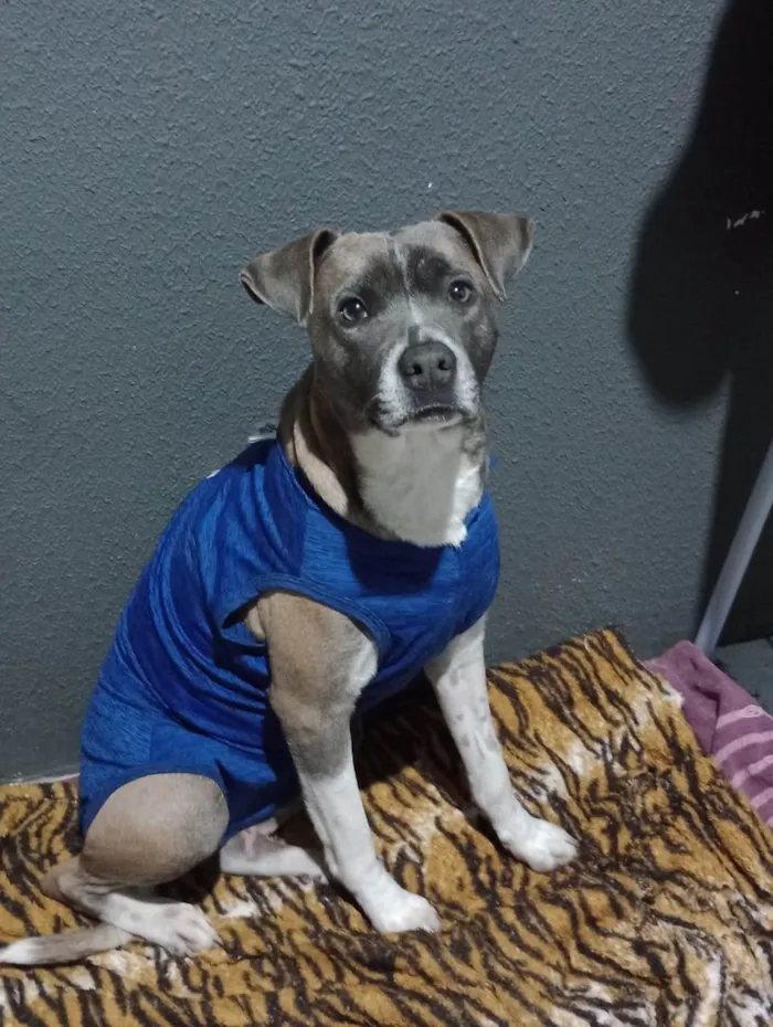 Cachorro ra a Mix de pit bull idade 3 anos nome MEDUSA