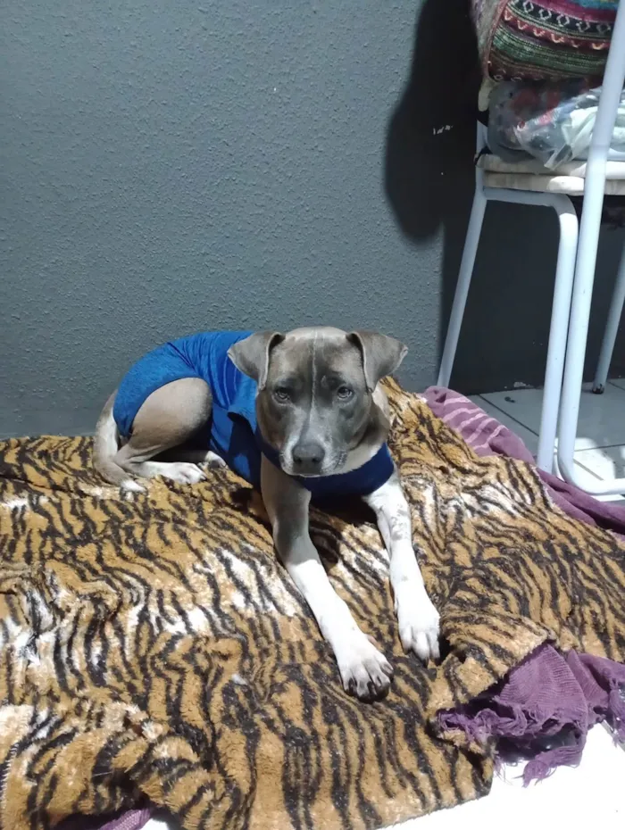 Cachorro ra a Mix de pit bull idade 3 anos nome MEDUSA