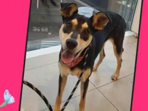 Cachorro raça Srd idade 1 ano nome Nina