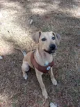 Duke