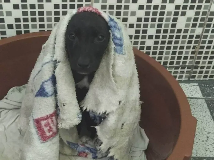 Cachorro ra a SRD idade 2 a 6 meses nome Sem nome 