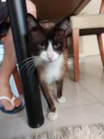 Tácio