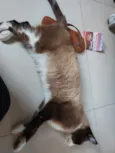 Tácio