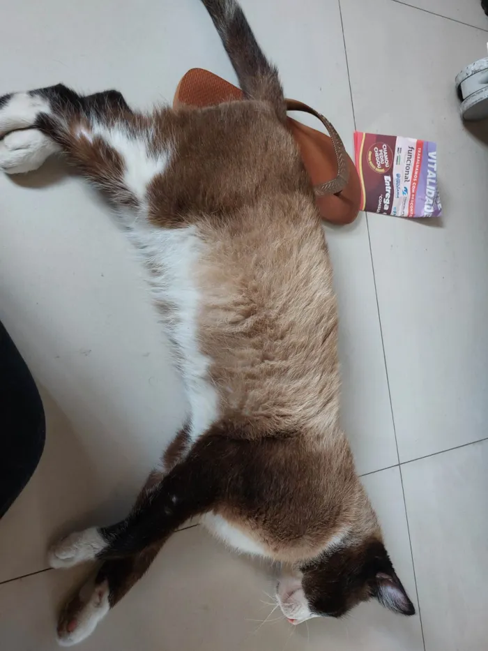 Gato ra a SRD-ViraLata idade 1 ano nome Tácio