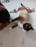 Tácio