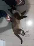 Tácio