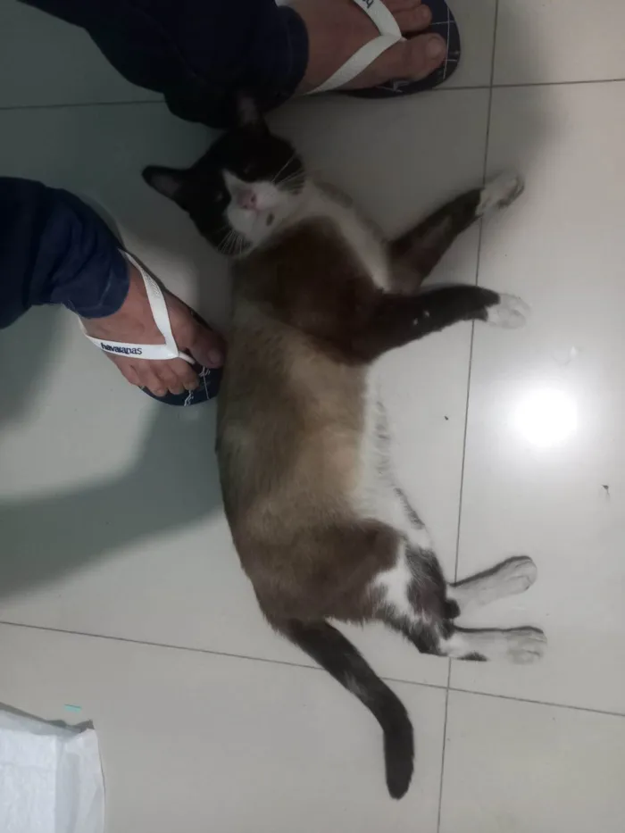 Gato ra a SRD-ViraLata idade 1 ano nome Tácio