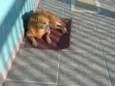 Lolly - Cachorrinha RAIZ