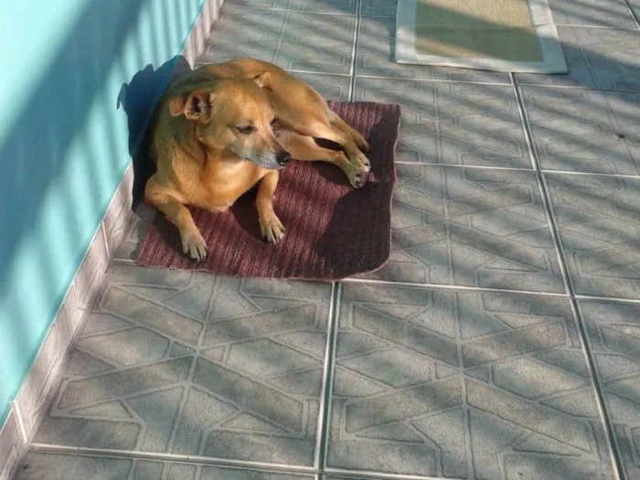 Cachorro ra a SRD_Sem_Raça_Definida idade 6 ou mais anos nome Lolly - Cachorrinha RAIZ
