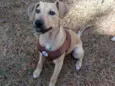 Duke