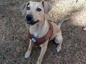 Cachorro raça SRD-ViraLata idade 2 a 6 meses nome Duke
