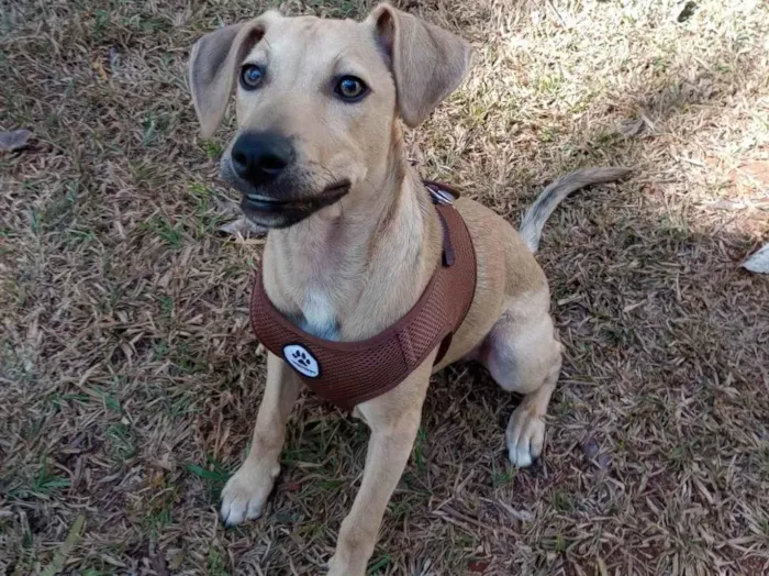 Cachorro ra a SRD-ViraLata idade 2 a 6 meses nome Duke