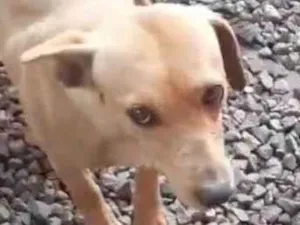 Cachorro raça  idade  nome Preciosa 