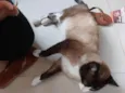 Tácio