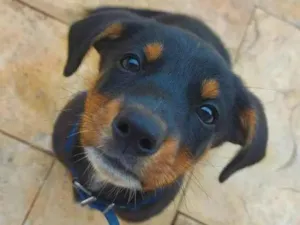 Cachorro raça Salsicha  idade 7 a 11 meses nome Scooby