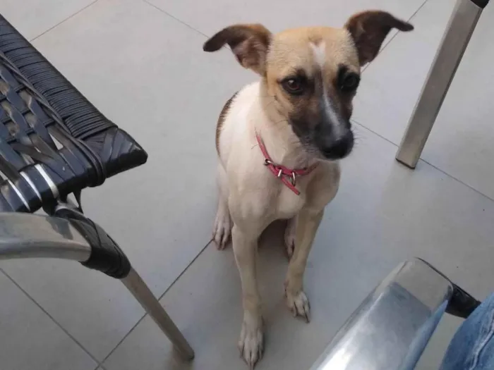 Cachorro ra a SRD-ViraLata idade 2 anos nome GRATIFICA - Mel