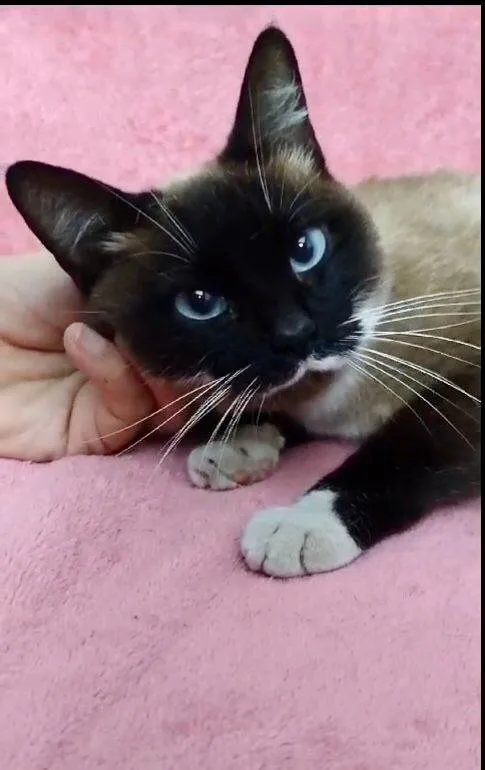 Gato ra a Siamês idade 7 a 11 meses nome Milka