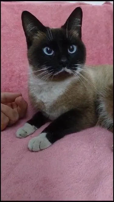 Gato ra a Siamês idade 7 a 11 meses nome Milka