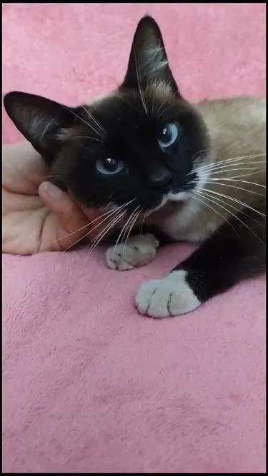 Gato ra a Siamês idade 7 a 11 meses nome Milka