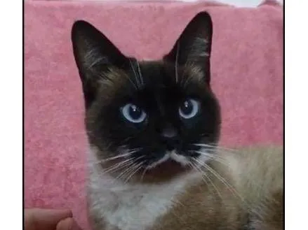 Gato ra a Siamês idade 7 a 11 meses nome Milka