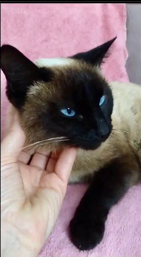 Gato ra a Siamês idade 7 a 11 meses nome Milli