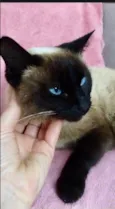 Milli