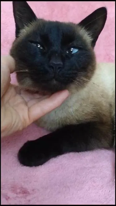 Gato ra a Siamês idade 7 a 11 meses nome Milli