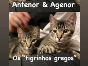 Gato raça SRD-tigrado idade 2 a 6 meses nome Age e Ant