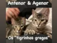 Age e Ant