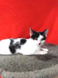 Faisquinha