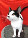 Faisquinha