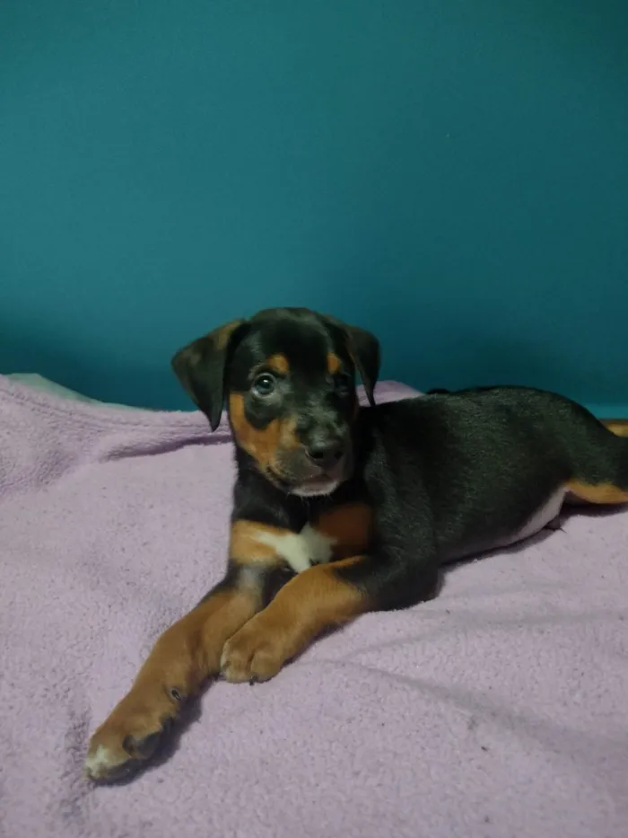 Cachorro ra a SRD-ViraLata idade Abaixo de 2 meses nome Sem nome 