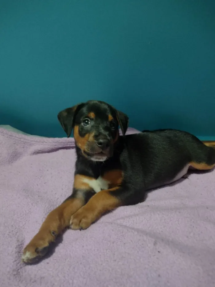Cachorro ra a SRD-ViraLata idade Abaixo de 2 meses nome Sem nome 