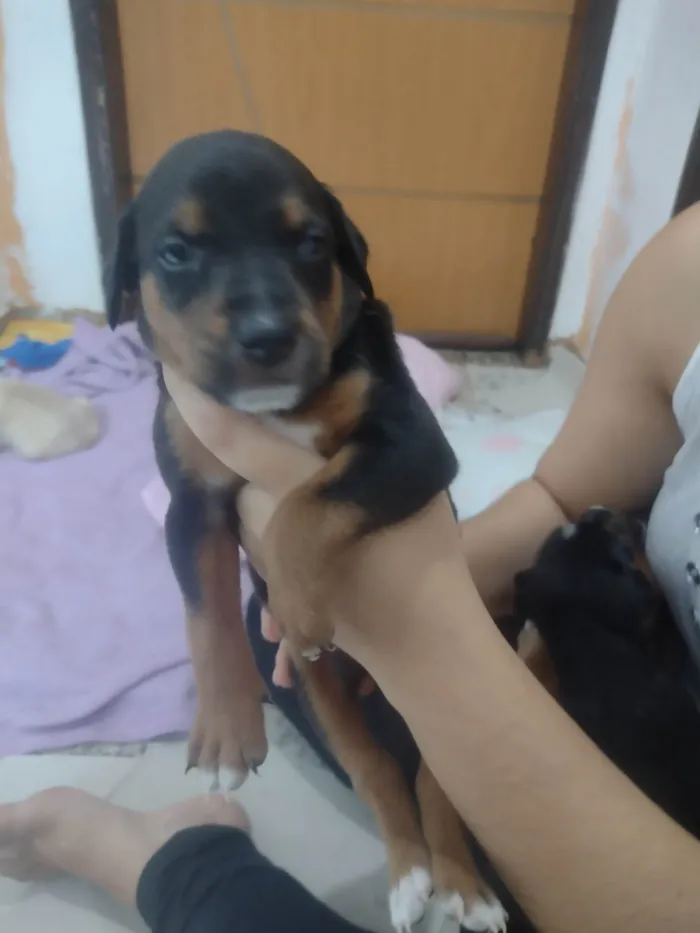 Cachorro ra a SRD-ViraLata idade Abaixo de 2 meses nome Sem nome 