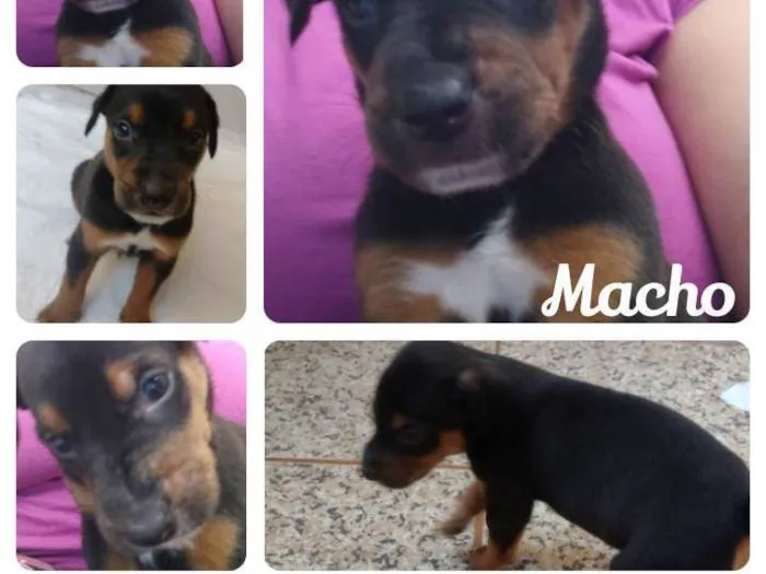 Cachorro ra a SRD-ViraLata idade Abaixo de 2 meses nome Sem nome 