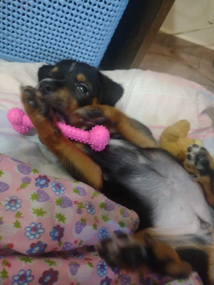 Cachorro ra a Labrador idade Abaixo de 2 meses nome Sem nome definido